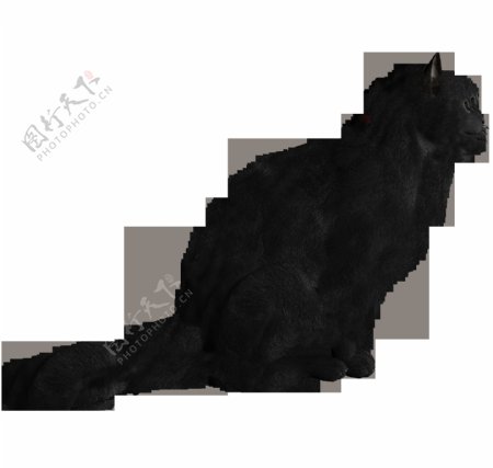 可爱的黑猫图片免抠png透明图层素材