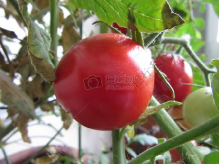 熟透的红色柿子