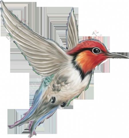 飞翔的红头鸟图片免抠png透明图层素材