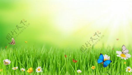 草地上的花朵与蝴蝶图片