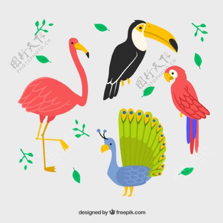 4款彩色火烈鸟鹦鹉等鸟类设计矢量素材