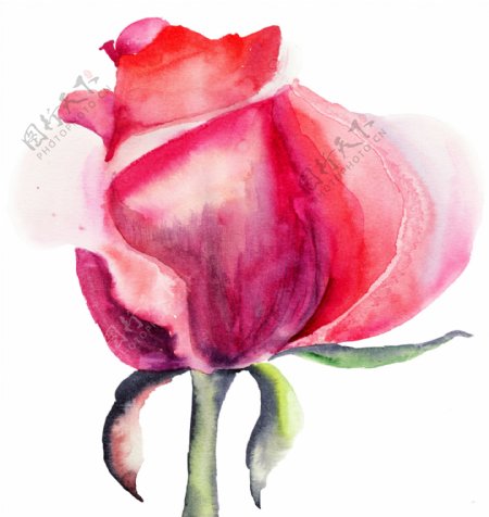 半开的粉色玫瑰花水墨画图片