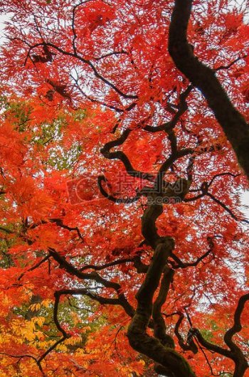 自然红色树颜色日语日本