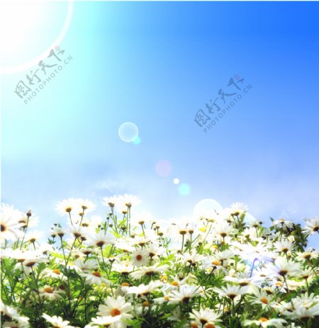 美丽菊花背景图片