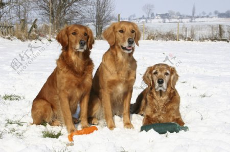雪地上的三只宠物狗图片