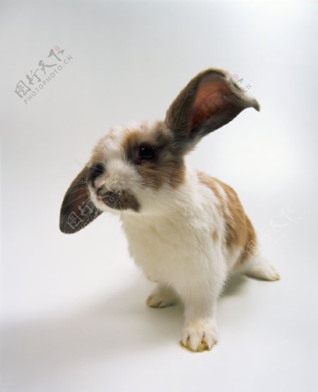 大耳朵兔图片