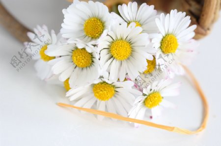 雏菊花朵图片