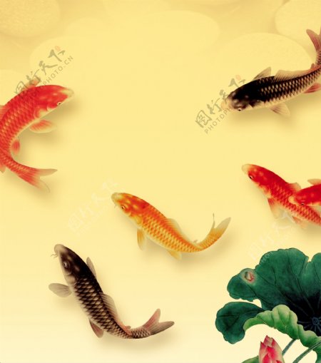 鲤鱼莲池戏水装饰画