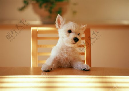 趴在桌子上的狗狗图片