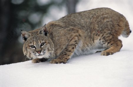 雪地上的大猫图片