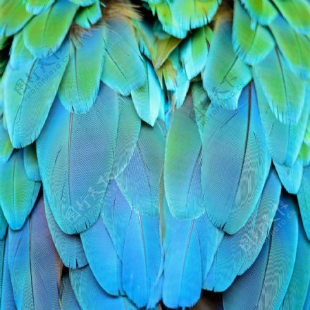 鹦鹉羽毛摄影图片