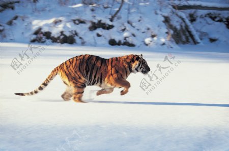 正在奔跑的老虎图片