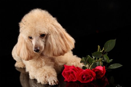 扭头的小狗与玫瑰花图片