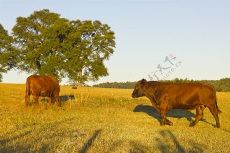 草地吃草的牛图片