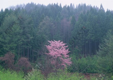 森林树木摄影图片