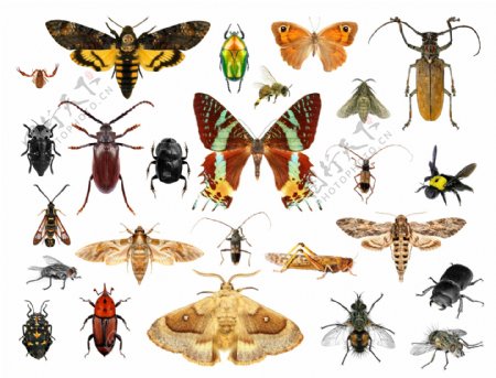 蝴蝶飞蛾与甲虫图片