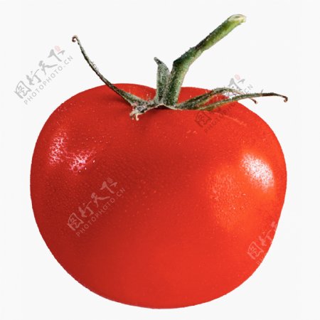 高清西红柿摄影图片