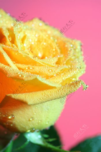 黄色水珠玫瑰花图片