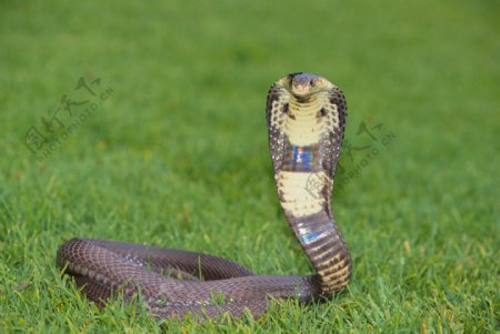 草地上的眼镜蛇图片
