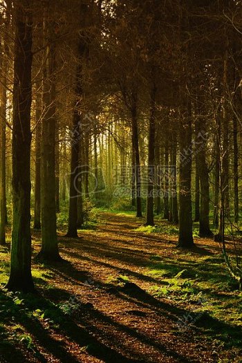 阳光洒落在茂密的树林
