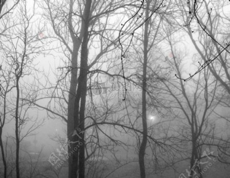 大雾中的枯树