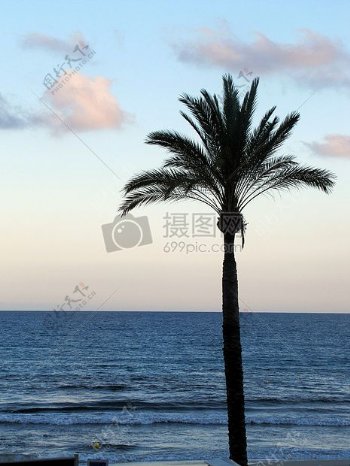 大海边的椰树