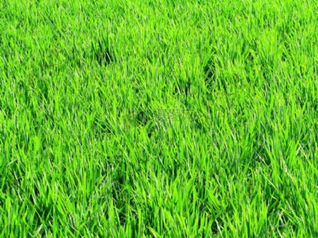 绿颜色的水稻