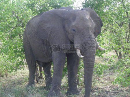 树荫下的大象