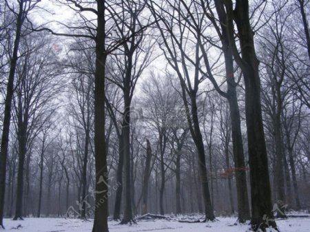 冬季的小树林