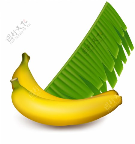 香蕉与叶子设计