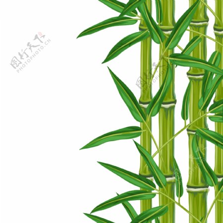 绿色青翠的竹子插画