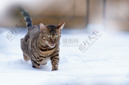 孟加拉猫在雪中运行