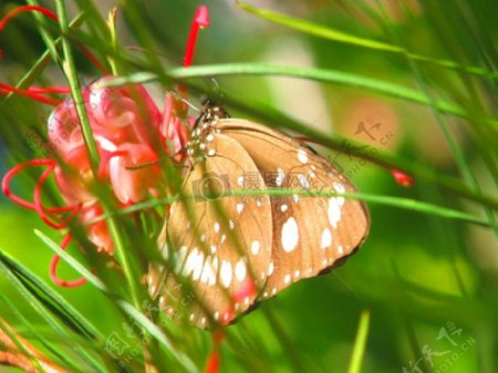 常见的乌鸦蝴蝶Euploea核心