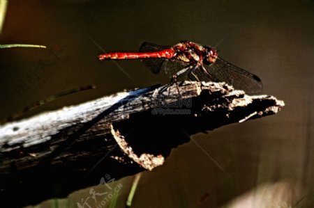 池塘边的蜻蜓