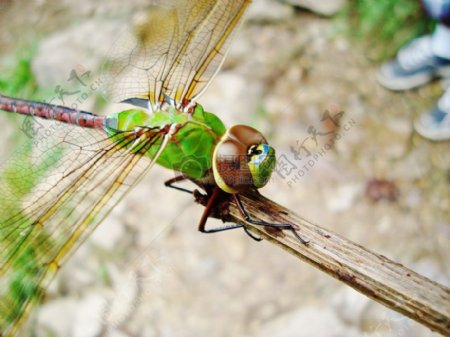 绿颜色的蜻蜓