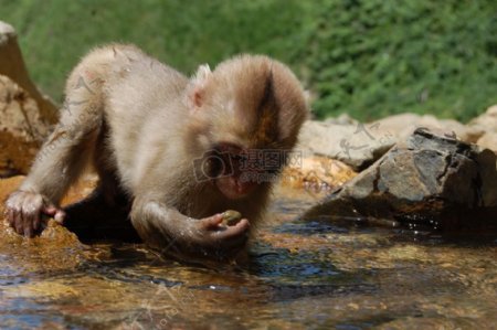 玩水的小猴子