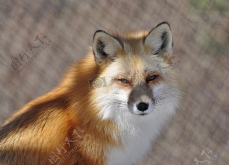 凝视的小赤狐