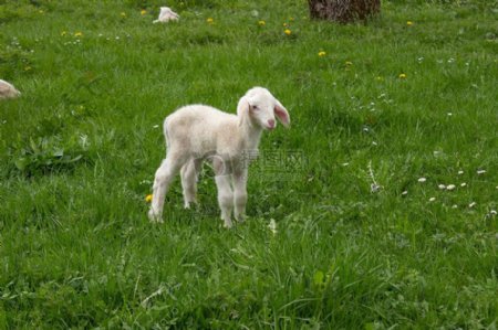 草地上的小羊