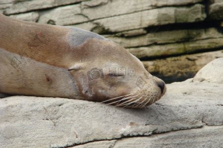 睡着了的海狮