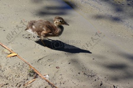 水泥地上的鸭子