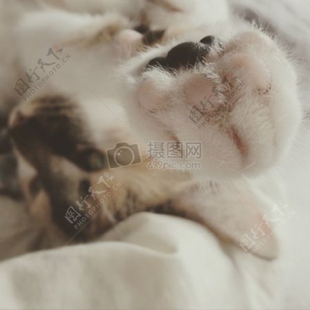 床动物可爱白猫眼睛毛茸茸的爪子可爱动物