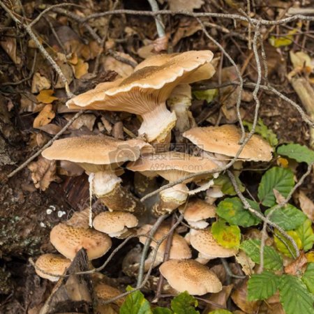 蘑菇森林自然蘑菇采摘浅棕色森林蘑菇森林的地面秋季