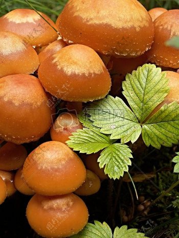 野外的蘑菇丛