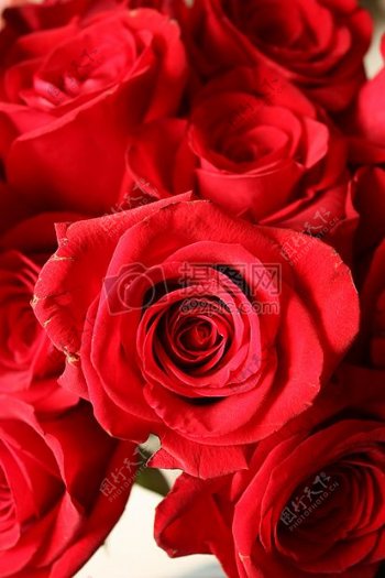 鲜艳的红玫瑰