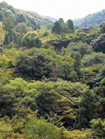 森林林木亚洲绿化日本神社
