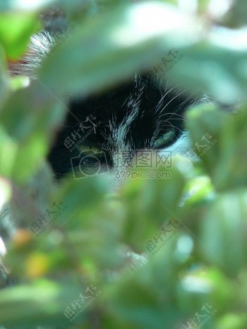 眼睛植物猫