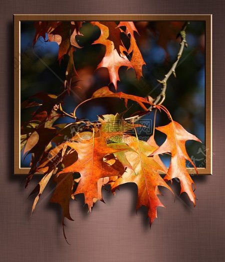 路叶子槭树分支框架图像3D壁画枫树叶子