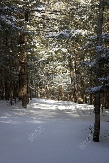 雪树木冬天道路轨道