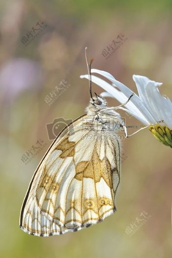 白色和棕色蝴蝶白色的花