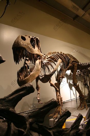史前动物的骨骼